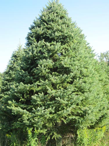 White Spruce